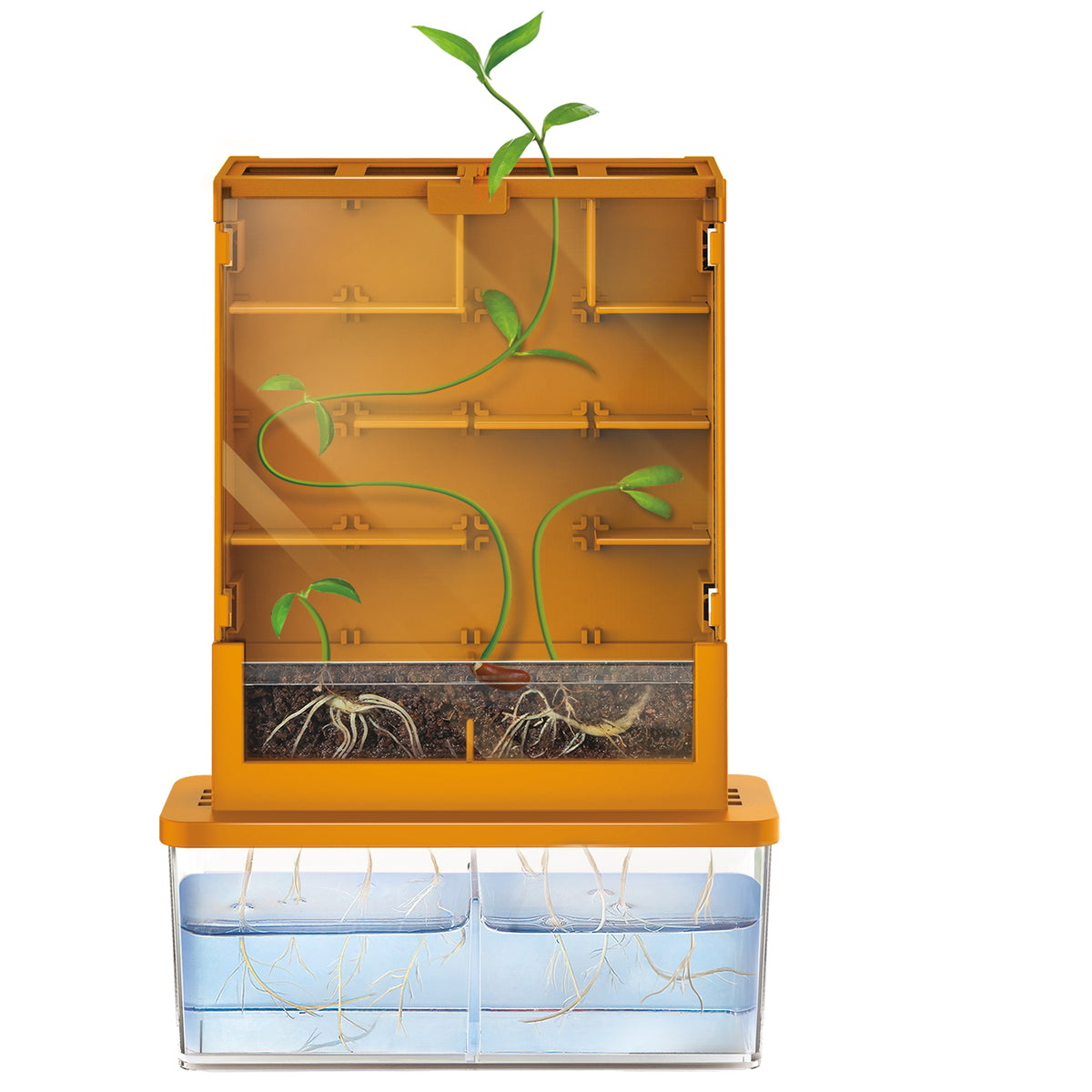 Green Science: Wachsendes Labyrinth